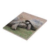 Carreau tortues géantes (Côté)