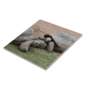 Carreau tortues géantes (Côté)