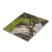 Carreau Tortues Peintes Se Soldant Dans Un Étang (Côté)