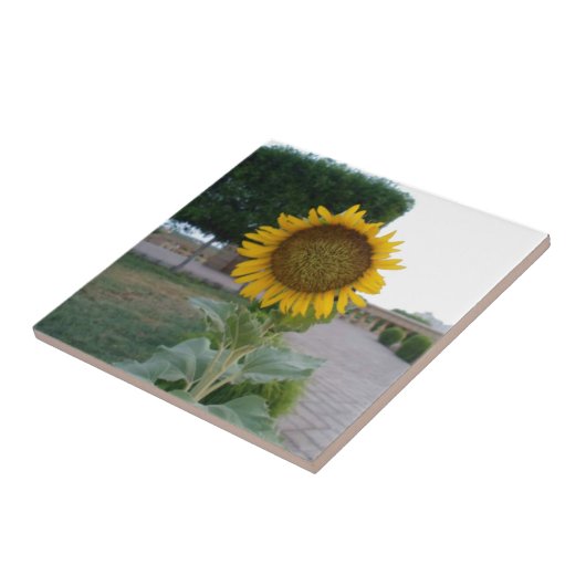 Carreau Tournesol (Côté)