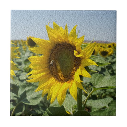Carreau Tournesol (Devant)