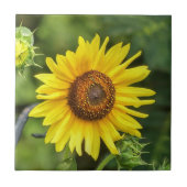 Carreau Tournesol (Devant)