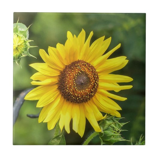 Carreau Tournesol (Devant)