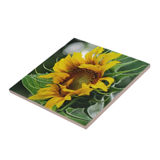 Carreau Tournesol (Côté)