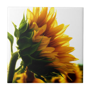 Carreau Tournesol