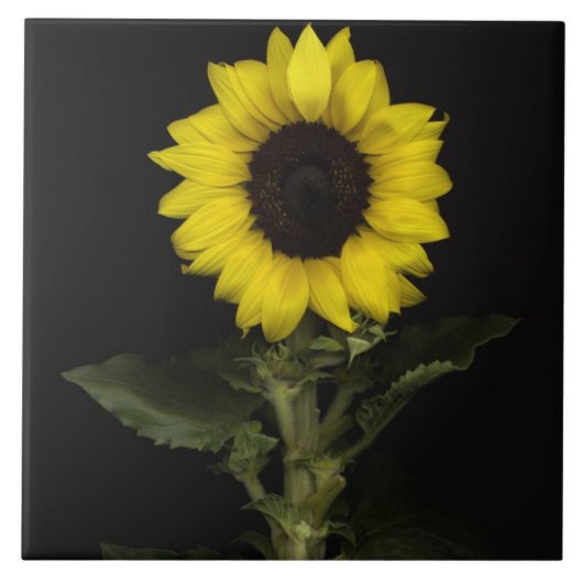 Carreau Tournesol 11 (Devant)