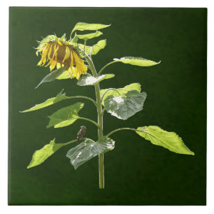 Carreau Tournesol et Épervier
