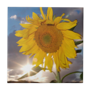 Carreau Tournesol hybride soufflant dans le vent au crépus