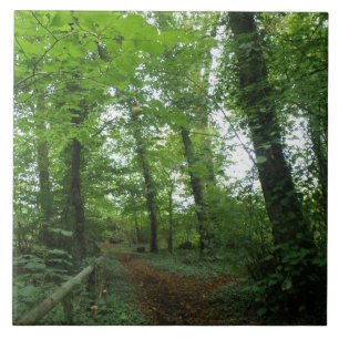 Carreau Traverser le Carrelage de la forêt verte
