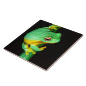 Carreau Treefrog de l'oeil rouge australien, Litoria chlor (Côté)