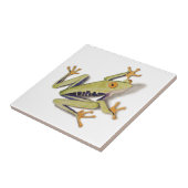 Carreau treefrog.jpg (Côté)