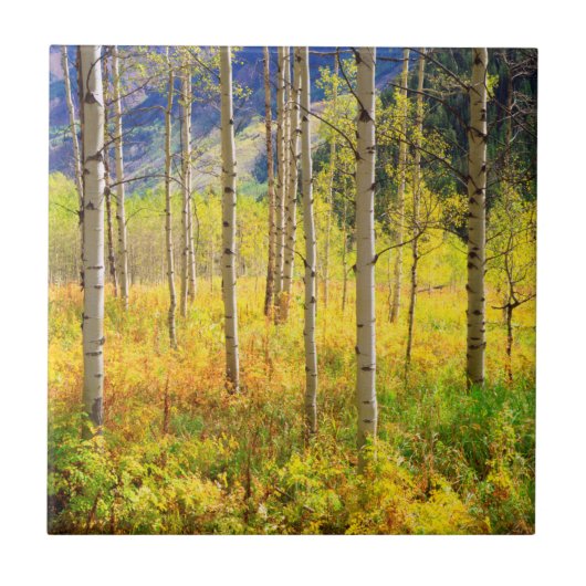Carreau Trembles en automne dans les Rocheuses (Devant)