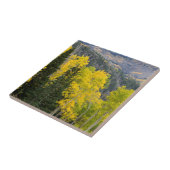 Carreau Trembles (Populus Tremuloides) et conifères 2 (Côté)