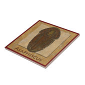 Carreau Trilobite fossile Asaphiscus (Côté)