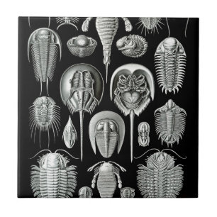 Carreau Trilobites et fossiles en noir et blanc