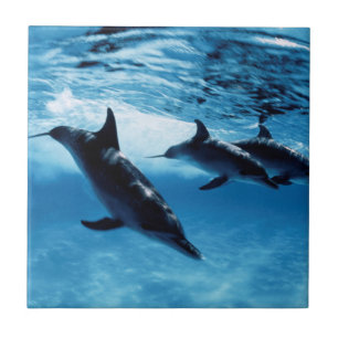 Carreau Trio de dauphins