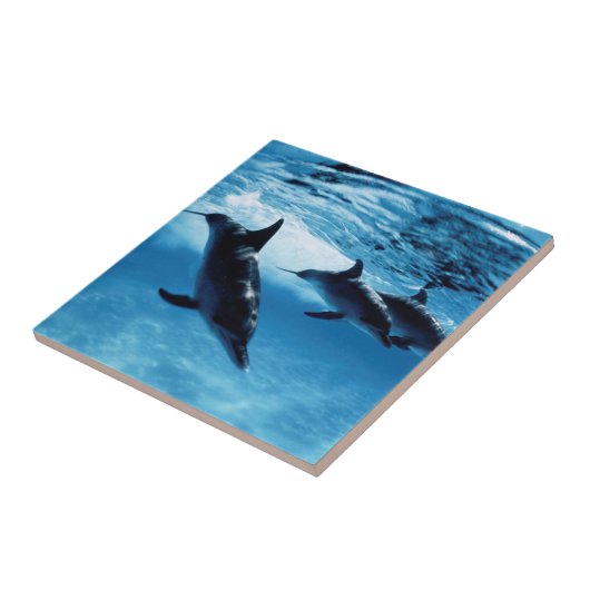 Carreau Trio de Dolphins (Côté)