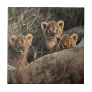 Carreau Trio de lionceaux âgés de six semaines assis