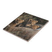 Carreau Trio de lionceaux âgés de six semaines assis (Côté)