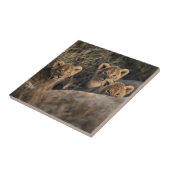 Carreau Trio de lionceaux avec leur mère (Côté)