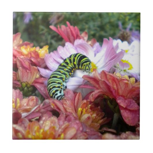 Carreau Trivet De Carrelage Cute Caterpillar (Devant)