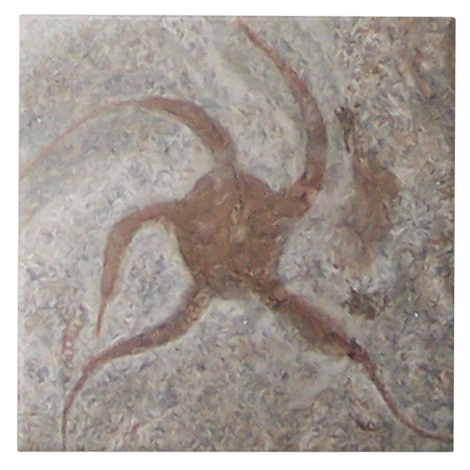 Carreau Trivet de tuiles Fossil Starfish (Devant)