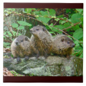 Carreau Trois bébé Groundhogs (Devant)