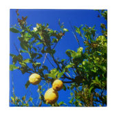 Carreau Trois citrons siciliens (Devant)