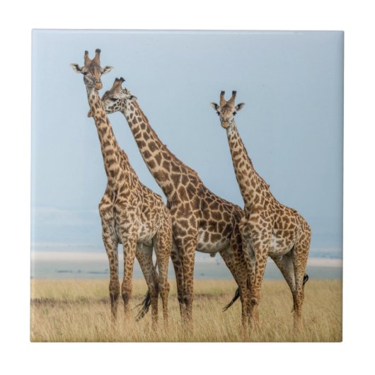 Carreau Trois girafes en pose (Devant)