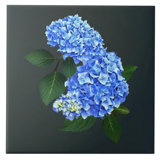Carreau Trois Hydrangea bleu (Devant)