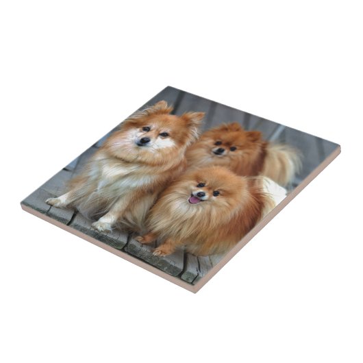 Carreau Trois Pomeranians (Côté)