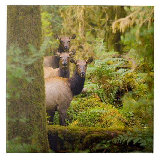Carreau Trois Vaches De Elk Roosevelt Regardant Vue (Devant)