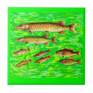 Carreau trop de poissons dans la mer