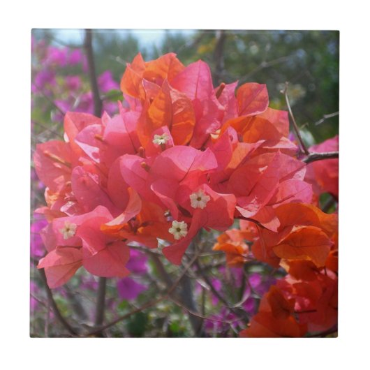 Carreau Tropical Pink Bougainvillea Island Floral (Devant)
