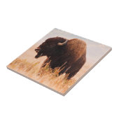 Carreau Troupeau De Bison Américain (Bison Bison) À Teton  (Côté)
