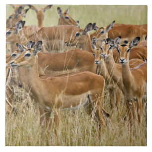 Carreau Troupeau de femelle Impala, Masai Mara, Kenya.
