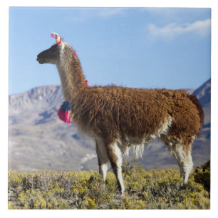 Carreau Troupeau de lamas décorés dans la Puna, montagnes