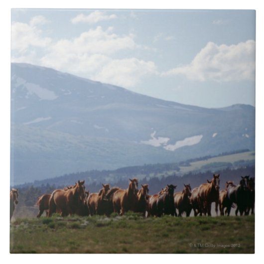 Carreau Troupeau mobile de cowboy de chevaux (Devant)