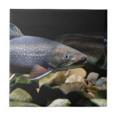Carreau Truite de Brook (Devant)
