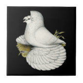 Carreau Trumpeter Pigeon White (Devant)