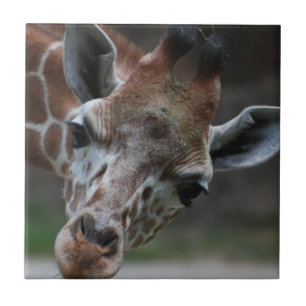 Carreau Tuile adorable de girafe