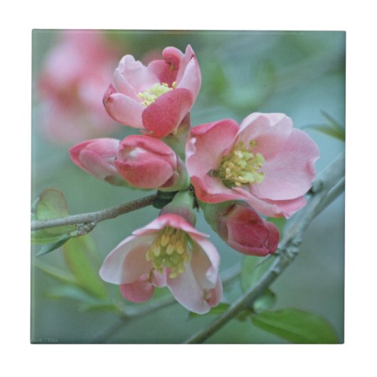 Carreau Tuile Apple Blossom #P0356 (Devant)