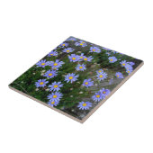 Carreau Tuile avec des fleurs de marguerite des prés bleue (Côté)