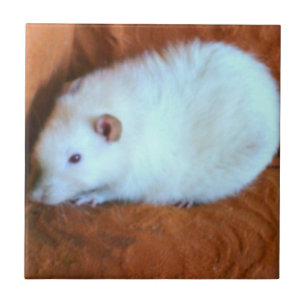 Carreau Tuile blanche de rat de Snowball