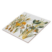 Carreau Tuile botanique florale de fleur de crocus (Côté)