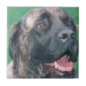 Carreau Tuile Brindle de Bullmastiff (Devant)