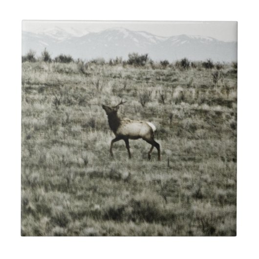 Carreau Tuile Bull Elk P2800 (Devant)