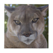 Carreau Tuile d'attaque de puma (Devant)