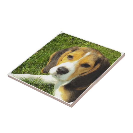 Carreau Tuile de beagle (Côté)