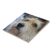 Carreau Tuile de Berger Picard (Côté)